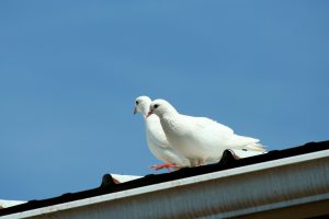 Control de palomas