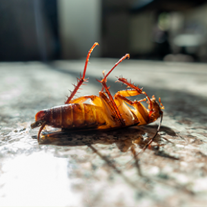 Identificación de insectos