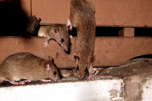 Desratización en Pamplona