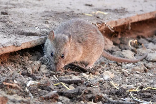 Eliminar ratas en Pamplona