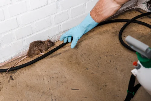 Exterminación de ratas en Pamplona