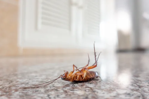 exterminación en Soria para casas